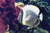 画像ギャラリー No.009のサムネイル画像 / 「Fish Hunt 世界を釣れ！」，東南アジアに位置する4つの釣り場を実装
