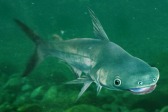 画像ギャラリー No.012のサムネイル画像 / 「Fish Hunt 世界を釣れ！」，東南アジアに位置する4つの釣り場を実装