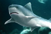 画像ギャラリー No.015のサムネイル画像 / 「Fish Hunt 世界を釣れ！」，東南アジアに位置する4つの釣り場を実装