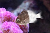 画像ギャラリー No.017のサムネイル画像 / 「Fish Hunt 世界を釣れ！」，東南アジアに位置する4つの釣り場を実装