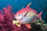 画像ギャラリー No.007のサムネイル画像 / 「Fish Hunt 世界を釣れ！」，セントーサなど東南アジアの4地域が実装