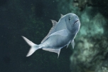画像ギャラリー No.015のサムネイル画像 / 「Fish Hunt 世界を釣れ！」，セントーサなど東南アジアの4地域が実装
