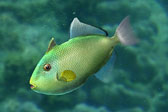 画像ギャラリー No.020のサムネイル画像 / 「Fish Hunt」,TVアニメ「よんでますよ、アザゼルさん。Z」とコラボ
