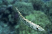 画像ギャラリー No.007のサムネイル画像 / 「Fish Hunt」,ヨーロッパを舞台にした「地中海 UPDATE-01」が実装