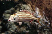 画像ギャラリー No.008のサムネイル画像 / 「Fish Hunt」,ヨーロッパを舞台にした「地中海 UPDATE-01」が実装