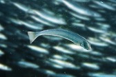 画像ギャラリー No.010のサムネイル画像 / 「Fish Hunt」,ヨーロッパを舞台にした「地中海 UPDATE-01」が実装