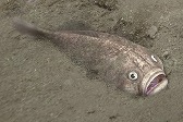 画像ギャラリー No.014のサムネイル画像 / 「Fish Hunt」,ヨーロッパを舞台にした「地中海 UPDATE-01」が実装
