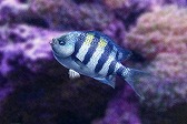 画像ギャラリー No.015のサムネイル画像 / 「Fish Hunt」,ヨーロッパを舞台にした「地中海 UPDATE-01」が実装