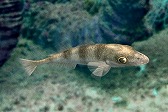 画像ギャラリー No.016のサムネイル画像 / 「Fish Hunt」,ヨーロッパを舞台にした「地中海 UPDATE-01」が実装