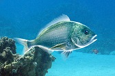 画像ギャラリー No.017のサムネイル画像 / 「Fish Hunt」,ヨーロッパを舞台にした「地中海 UPDATE-01」が実装