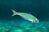 画像ギャラリー No.007のサムネイル画像 / 「Fish Hunt 世界を釣れ!」地中海の釣り場に「クレタ島」「デュデン滝」が追加