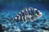 画像ギャラリー No.008のサムネイル画像 / 「Fish Hunt 世界を釣れ!」地中海の釣り場に「クレタ島」「デュデン滝」が追加