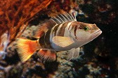 画像ギャラリー No.011のサムネイル画像 / 「Fish Hunt 世界を釣れ!」地中海の釣り場に「クレタ島」「デュデン滝」が追加