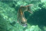 画像ギャラリー No.014のサムネイル画像 / 「Fish Hunt 世界を釣れ！」，新たな釣り場として地中海エリアに「ナイル川」が追加。SSコンテストやギルド対抗イベントも