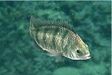 画像ギャラリー No.017のサムネイル画像 / 「Fish Hunt 世界を釣れ！」，新たな釣り場として地中海エリアに「ナイル川」が追加。SSコンテストやギルド対抗イベントも
