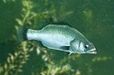 画像ギャラリー No.018のサムネイル画像 / 「Fish Hunt 世界を釣れ！」，新たな釣り場として地中海エリアに「ナイル川」が追加。SSコンテストやギルド対抗イベントも