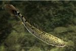 画像ギャラリー No.019のサムネイル画像 / 「Fish Hunt 世界を釣れ！」，新たな釣り場として地中海エリアに「ナイル川」が追加。SSコンテストやギルド対抗イベントも