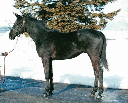 画像ギャラリー No.001のサムネイル画像 / 「StarHorse3」，本物の実競馬の馬名を募集するキャンペーンを17日に開始