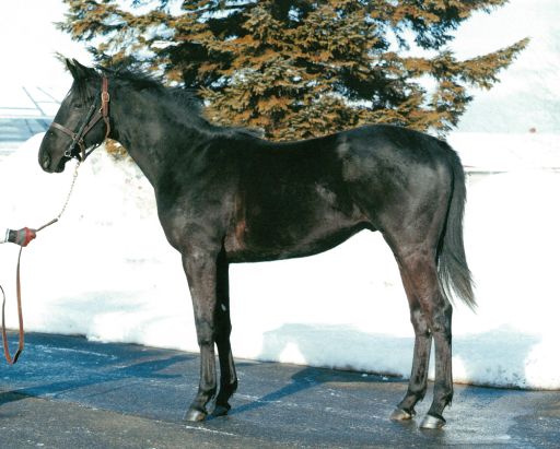 画像ギャラリー No.002のサムネイル画像 / 「StarHorse3」,実競馬の馬名募集キャンペーンを実施。投票は5月28日まで