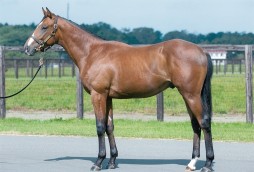 画像ギャラリー No.002のサムネイル画像 / 「StarHorse3」競走馬の馬名を募集するキャンペーン第2弾が12月2日に開始