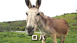 画像ギャラリー No.002のサムネイル画像 / またヤギか……いやロバや! セガが謎のようで謎ではない新動画「ロバです」を公開