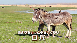 画像ギャラリー No.003のサムネイル画像 / またヤギか……いやロバや! セガが謎のようで謎ではない新動画「ロバです」を公開
