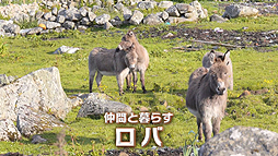 画像ギャラリー No.004のサムネイル画像 / またヤギか……いやロバや! セガが謎のようで謎ではない新動画「ロバです」を公開