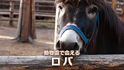 画像ギャラリー No.005のサムネイル画像 / またヤギか……いやロバや! セガが謎のようで謎ではない新動画「ロバです」を公開
