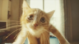 画像ギャラリー No.004のサムネイル画像 / 「GRAVITY DAZE 2」，伊藤万理華さんを起用したPV「GRAVITY CAT / 重力的眩暈子猫編」を公開。「GRAVITY DAZE」の世界観が実写ムービーに