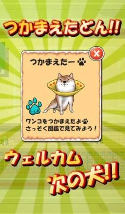 校庭に犬w