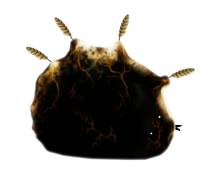 画像ギャラリー No.035のサムネイル画像 / 「Botanicula」と「Machinarium」が日本のユーザー向けに配信開始