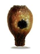画像ギャラリー No.037のサムネイル画像 / 「Botanicula」と「Machinarium」が日本のユーザー向けに配信開始