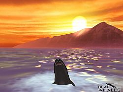 画像ギャラリー No.004のサムネイル画像 / クジラやイルカを撮影できる癒やし系アプリ「リアルホエール」が配信スタート