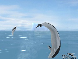 画像ギャラリー No.007のサムネイル画像 / クジラやイルカを撮影できる癒やし系アプリ「リアルホエール」が配信スタート