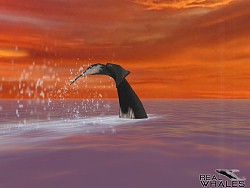 画像ギャラリー No.009のサムネイル画像 / クジラやイルカを撮影できる癒やし系アプリ「リアルホエール」が配信スタート
