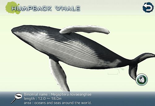 画像ギャラリー No.013のサムネイル画像 / クジラやイルカを撮影できる癒やし系アプリ「リアルホエール」が配信スタート