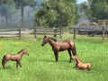 「Winning Post 8」，シリーズ初の3Dで描かれる牧場施設の詳細が公開。プレイスタイルに合わせた牧場作りが楽しめる