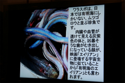 画像ギャラリー No.016のサムネイル画像 / 有明海のエイリアン“ワラスボ”と「ALIEN: ISOLATION」がコラボ。「SEGA×SAGA（佐賀市）プレゼンツ!!　『ワラスボ』×『エイリアン アイソレーション』キャンペーン」説明会をレポート