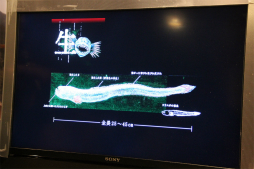 画像ギャラリー No.017のサムネイル画像 / 有明海のエイリアン“ワラスボ”と「ALIEN: ISOLATION」がコラボ。「SEGA×SAGA（佐賀市）プレゼンツ!!　『ワラスボ』×『エイリアン アイソレーション』キャンペーン」説明会をレポート