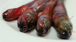 画像ギャラリー No.022のサムネイル画像 / 有明海のエイリアン“ワラスボ”と「ALIEN: ISOLATION」がコラボ。「SEGA×SAGA（佐賀市）プレゼンツ!!　『ワラスボ』×『エイリアン アイソレーション』キャンペーン」説明会をレポート