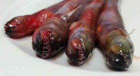 画像ギャラリー No.004のサムネイル画像 / 「ALIEN: ISOLATION」と魚「ワラスボ」のコラボキャンペーンが開始