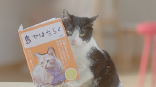 画像ギャラリー No.003のサムネイル画像 / 「ほしの島のにゃんこ」,5月17日からテレビCM放映記念キャンペーン実施