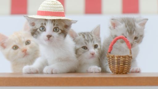 画像ギャラリー No.004のサムネイル画像 / 「ほしの島のにゃんこ」,5月17日からテレビCM放映記念キャンペーン実施