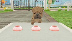 画像ギャラリー No.005のサムネイル画像 / 「てのひらワンコ」,ゲーム内で手に入るコインや経験値を大幅にアップ