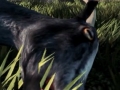 ヤギが主人公という「Goat Simulator」のローンチトレイラーが公開に。この逆再生は，あの話題トレイラーのパロディなのか？