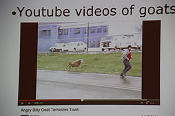 画像ギャラリー No.006のサムネイル画像 / ［gamescom］世界唯一のヤギシム「Goat Simulator」はなぜ生まれてしまったのか？　を教えてくれるセッションがGDC Europe 2014で実施