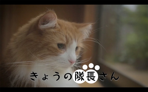 画像ギャラリー No.002のサムネイル画像 / 「スクスト」，ネコが登場するキャラナレ付きのWEB動画「きょうの隊長さん」を公開