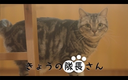 画像ギャラリー No.006のサムネイル画像 / 「スクスト」，ネコが登場するキャラナレ付きのWEB動画「きょうの隊長さん」を公開