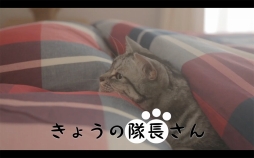 画像ギャラリー No.001のサムネイル画像 / 「スクスト」，ネコ隊長のWeb動画「きょうの隊長さん」第2弾が公開