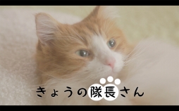 画像ギャラリー No.005のサムネイル画像 / 「スクスト」，ネコ隊長のWeb動画「きょうの隊長さん」第2弾が公開